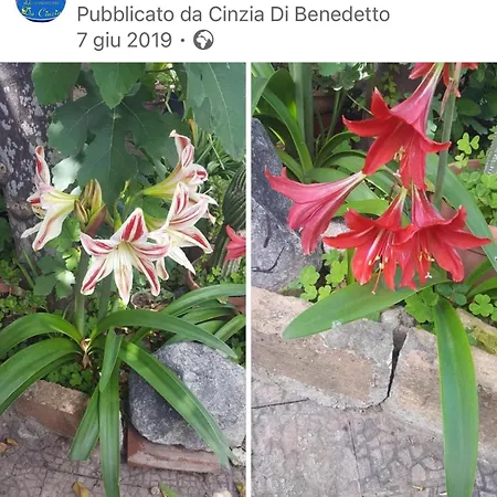 Da Cinzia 庞特卡格纳诺